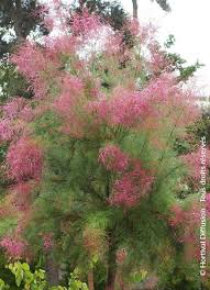 Image result for tamarix ramosissima pink cascade