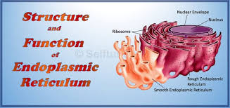 Smooth Endoplasmic Reticulum Archives Selftution