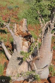 Image result for Euphorbia guerichiana