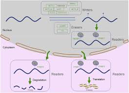 I thought that modifications to removed fields would automatically be removed when the prefab instance got reserialized due to something else changing, but it's not happening. Epigenetic Regulation Of M6a Modifications In Human Cancer Molecular Therapy Nucleic Acids