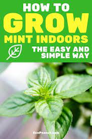How To Grow Mint Indoors In A Pot Or Container Growing Mint Growing Mint Indoors Easy Herbs To Grow