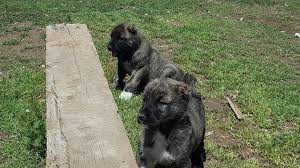 Kangal Yavrusu Fiyat Satilik Kangal Yavrulari Linkedin