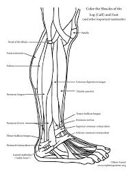 The shoulder muscles are responsible for maintaining the widest range of motion of any joint in your body. Muscles Of The Leg And Foot Coloring
