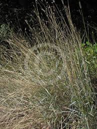 Image result for Dichanthium sericeum