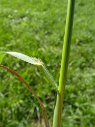 Image result for Bromus catharticus