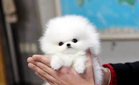 Teacup Pomeranian What S Good And Bad About Em Pomeranian Puppy Pomeranian Puppy Teacup White Pomeranian Puppies