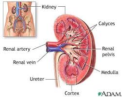 Kidney Transplant Donor Testing Chronic Kidney Disease Kidney Cleanse Kidney Failure Symptoms