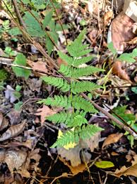 Image result for Indigofera subargentea