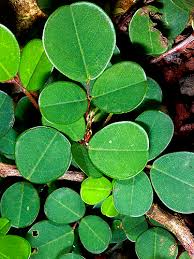 Image result for Desmodium subsecundum