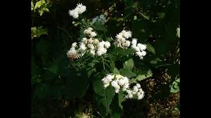 Wear gloves when handling white snakeroot. Illinois Summer Perfect Conditions For Weed That Poisoned Abe Lincoln S Mother Wqad Com