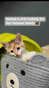 Little Hansel is still looking for her forever humans ❤️ She’s a playful,  loving little soul and will definitely bring lots of joy to those who open  up their hearts to her #kittens #kittensofinstagram ...