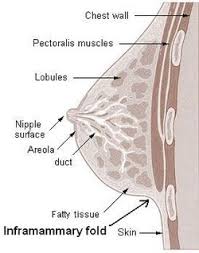 Anatomy of the female breasts. Inframammary Fold Wikipedia
