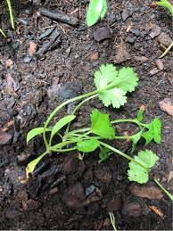 Coriander or cilantro is a mediterranean herb and needs more sun. Why Are My Cilantro Plants Wilting Gardening Landscaping Stack Exchange