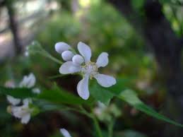 Image result for Sida serratifolia