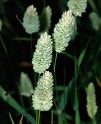 Image result for Leptochloa coerulescens