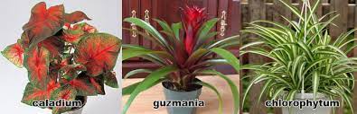 Iniziamo con una lista di nomi di piante fiorite, citando i famosissimi anthurium e spathifyllum, dalle infiorescenze color rosso il primo, bianco il secondo. Piante Da Appartamento Nomi E Varieta Faidateingiardino Com