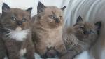 Mink Cats & Kittens | Mink Cat Information | Mink Ragdoll Cats