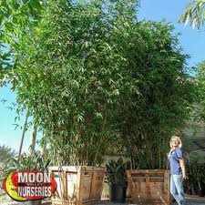 Moon valley nurseries located in conroe, texas is a little oasis just off highway 105. Moon Valley Nurseries Growest Nursery Timber Bamboo Hedge Material Landscape Architect