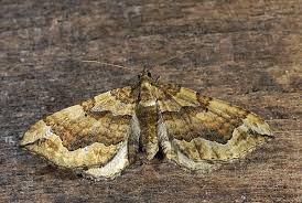 Image result for Pelurga comitata