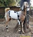RS Farm - The Sirohi goat is an Indian breed, which is native to ...