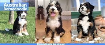 Maybe you would like to learn more about one of these? Australian Bernedoodle Coat Colors Temperament Size Life Period More