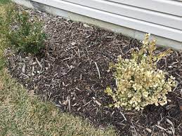 We did not find results for: Winter Gem Boxwood Leaves Turning White And Yellow Backyard Neophyte Landscaping Blog