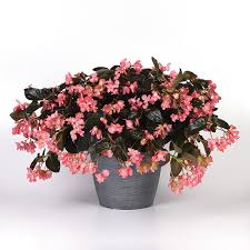 Image result for Begonia princeae