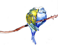 Budgie Drawing