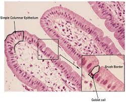 Histology Simple Columnar Epithelial Tissue Study Of Tissues Histology Slides Exocrine Gland