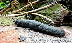 Does cutting a slug in half kill it? Slug Wikipedia