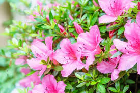 Deciduous Vs Evergreen Azaleas When To Prune Azaleas Azalea Flower Plant Cuttings