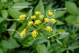 Image result for Apiaceae