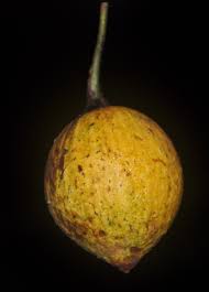 Image result for Caloncoba