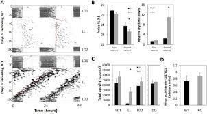 Maybe you would like to learn more about one of these? A Clock In Mouse Cones Contributes To The Retinal Oscillator Network And To Synchronization Of The Circadian System Biorxiv