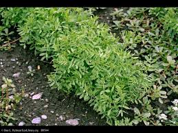 Information about how lentils are grown and produced in a sustainable agriculture system. Lentil Lens Culinaris Feedipedia
