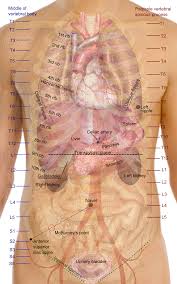 The area around the thoracic cavity or the rib cage is a common location for pain due to various reasons. Medical School Surface Projections Of The Major Organs Of The