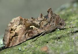 Image result for Autographa macrogamma