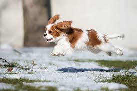 The typical cavalier is always happy, trusting and easygoing, a friend to everyone he finding a cavalier king charles spaniel. Cavalier King Charles Spaniel Hunderasse Mit Bild Info Temperament Charakteristiken Und Fakten