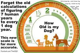 How To Calculate Dogs Age Off Topic Husky Owners The