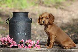 Fredericksburg virginia pets and animals 850 $. Meet June Cockapoo Puppy For Sale In Virginia Beach Virginia I M June A Fun Cockapoo Puppy My Cockapoo Puppies For Sale Cockapoo Puppies Puppies For Sale