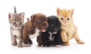 Every image can be used for free for both commercial and personal uses thanks. 387 Kittens Puppies Photos Free Royalty Free Stock Photos From Dreamstime