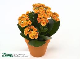 Image result for Kalanchoe rosalina