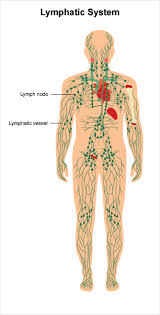 They are major sites of lymphocytes that include b and t cells. Lymphedema Cancer Net