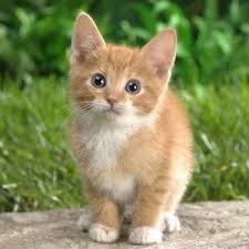 Kedi Evde Mutlu Olur Mu