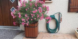 Maybe you would like to learn more about one of these? Laurier Rose Comment Le Cultiver