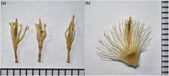 Image result for Gymnosporia arbutifolia