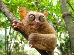 Tarsiers Philippine Tarsier Tarsier Monkeys Animal Pygmy True Facts Where Do Live Skull Eyes Images Diet Eat Cute Wild Animals Weird Animals Tarsier