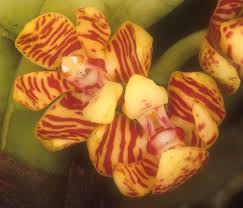 Image result for Angraecopsis parviflora