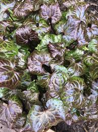 Image result for Bewsia