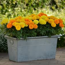 Marigold crackerjack (tall mixed colors, height 2 1/2 to 3 feet) and marigold petite mix (height 6 to 8 inches) $15.00 for each container. Marigold African Inca Mixed Tray Of 40 Plug Plants Brookside Nursery